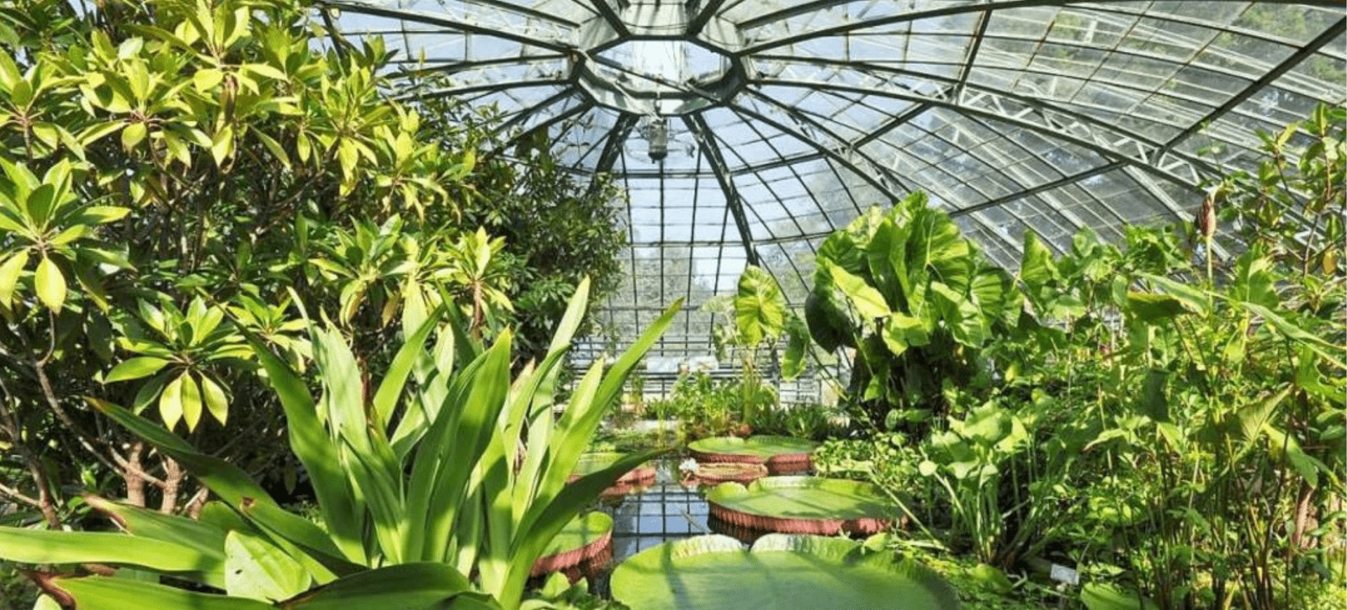 Lush exotic greenhouse with large green leaves and a water lily pond under an elegant glass structure